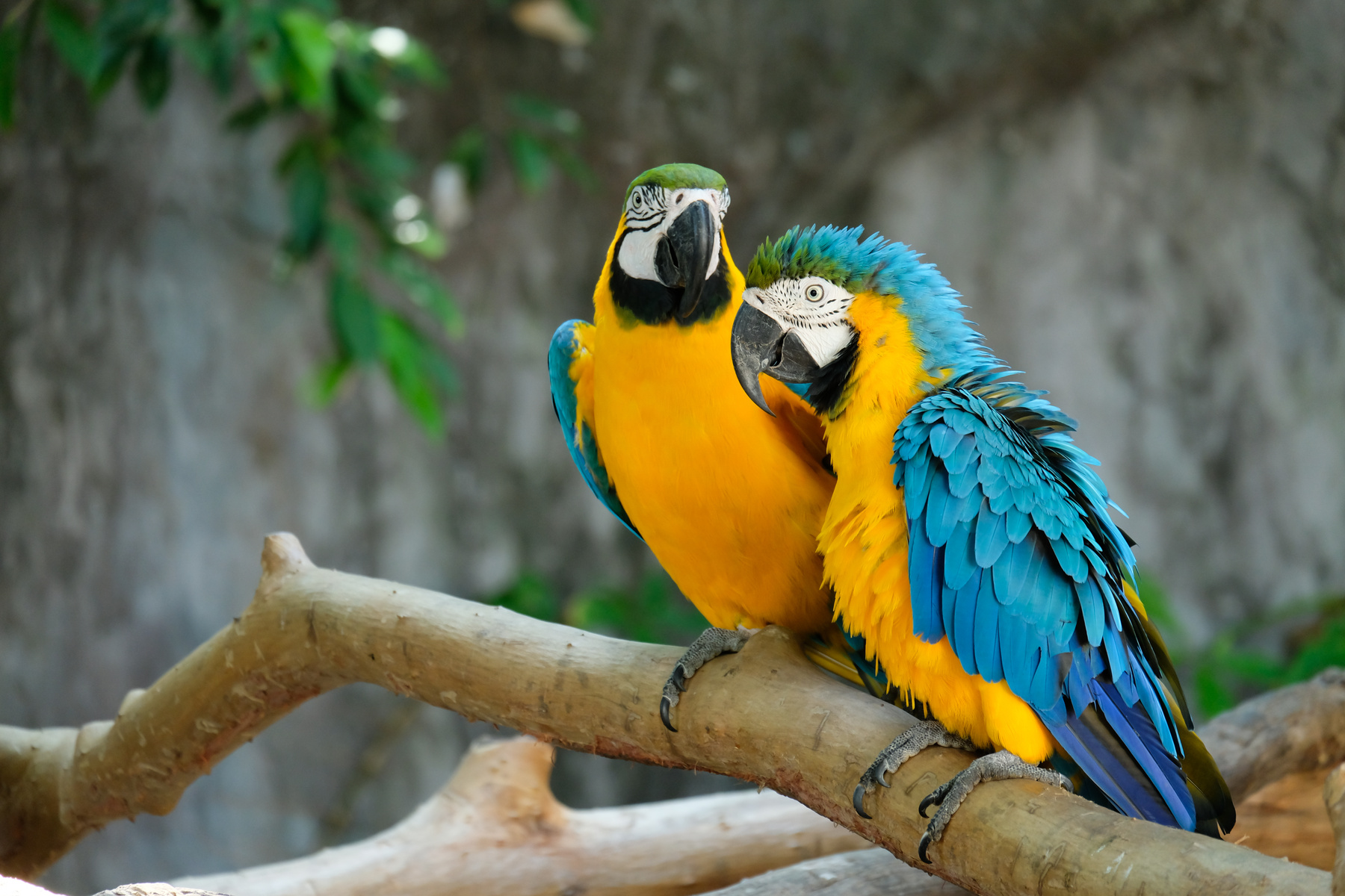 Macaw